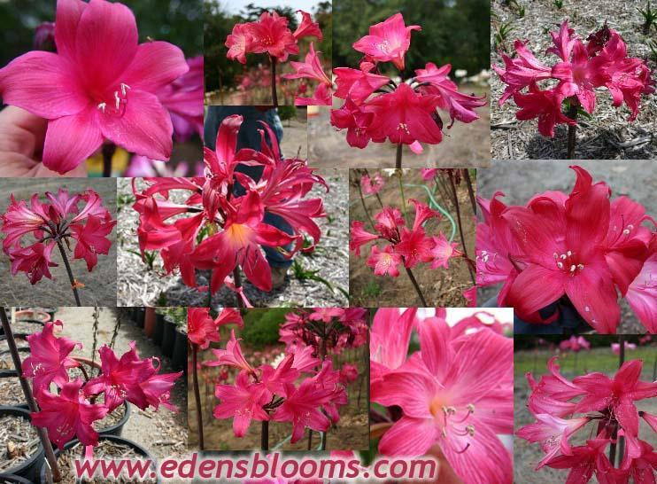 1 Amaryllis Belladonna RED Hybrid ~ Large Bulb bloomed 2021- not Hippeastrum