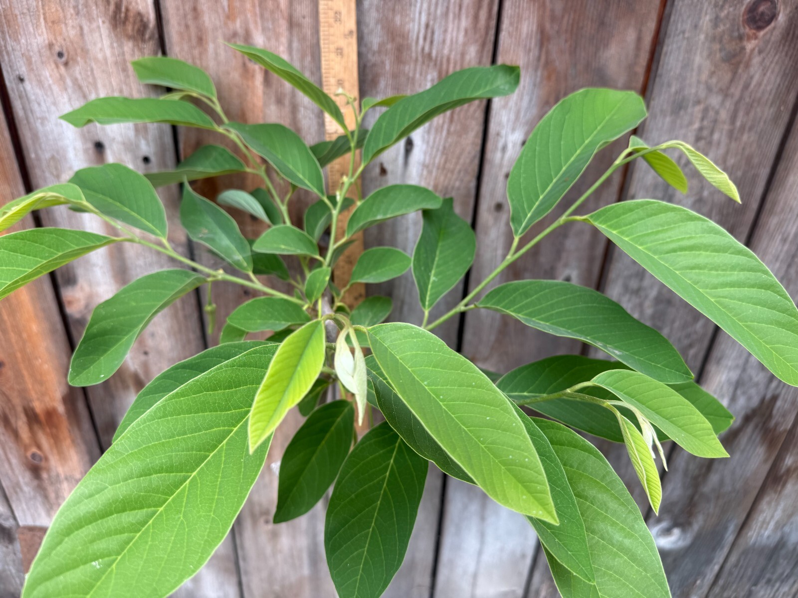 1 Rare Grafted Pineapple Annona Cherimola X A Squannosa Atemoya, Annona Squnnosa