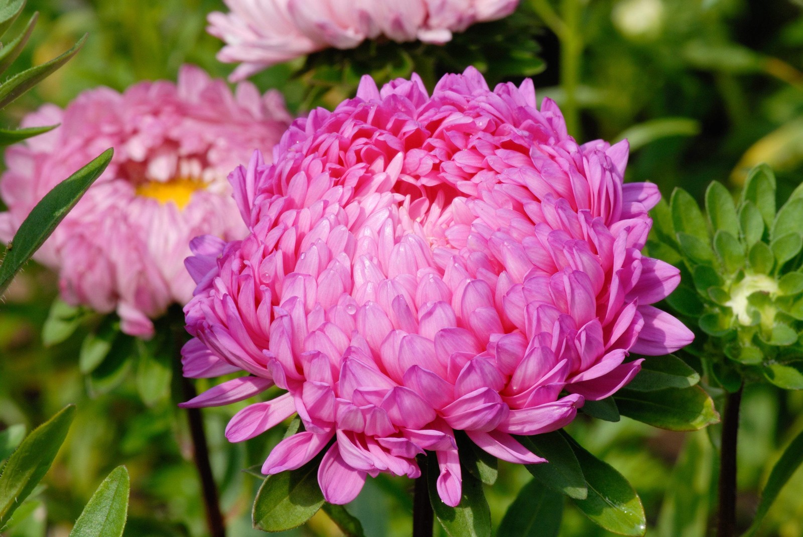 30 MIXED PAEONY ASTER Callistephus Peony Red Pink Blue Purple + Flower Seeds