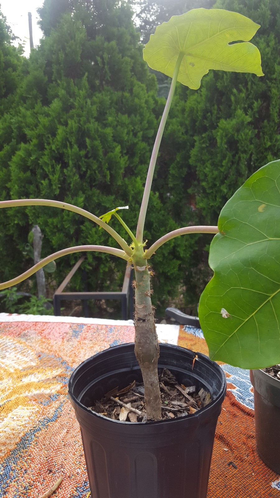 Plant or seeds! RARE! Buddha Belly Plant BONSAI FAT Caudex not desert rose wow