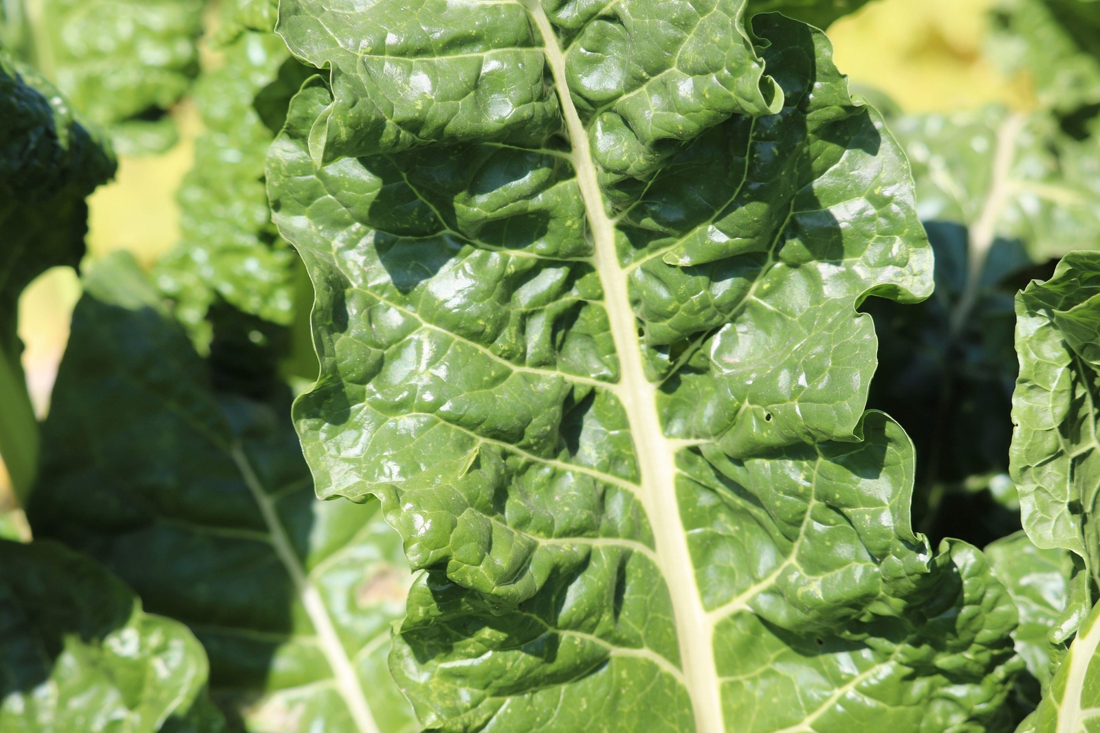 300 Fordhook GIANT SWISS CHARD Perpetual Spinach Beta Vulgaris Vegetable Seeds
