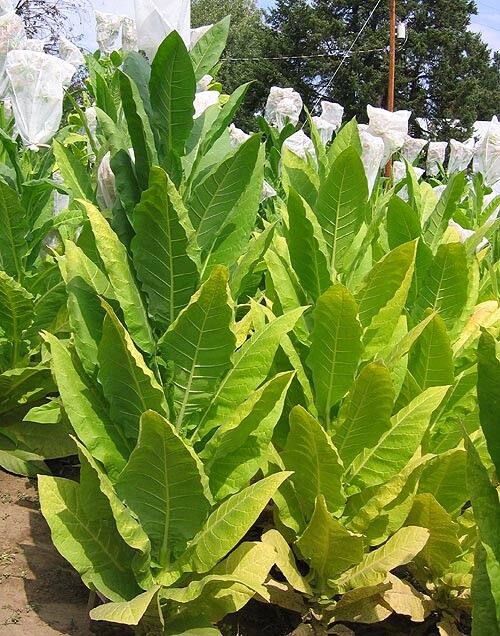 1000 Harrow Velvet Tobacco Seeds ~ Heirloom ~ Medium Flavor ~ Burley