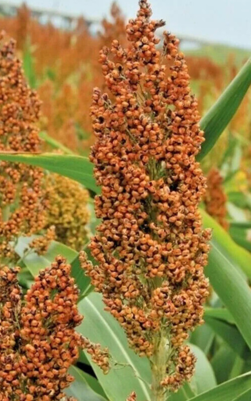 ROX ORANGE, SORGHUM CANE SYRUP SEEDS, 1oz, Waconia, Non-GMO S&H with Tracking #