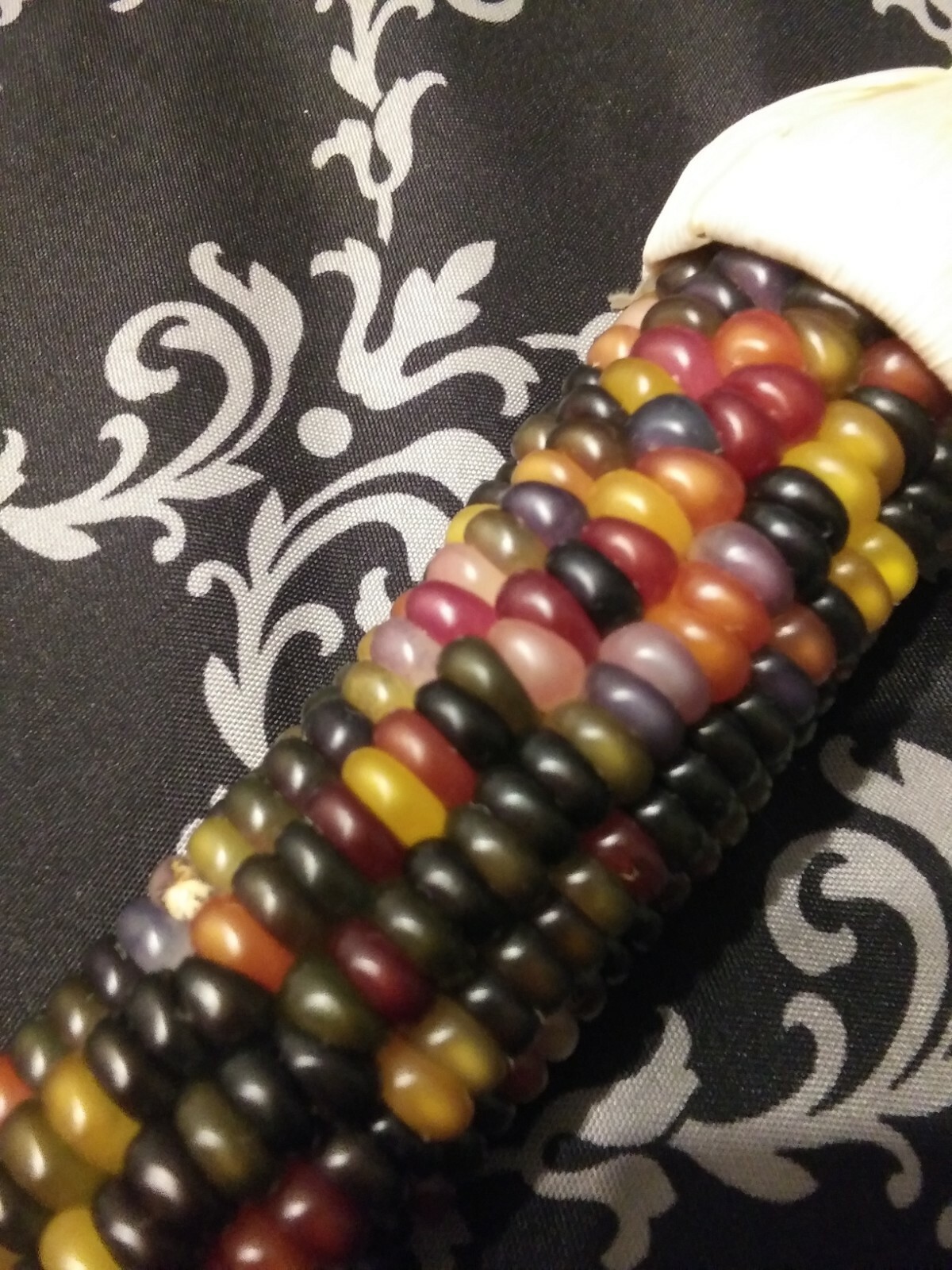 100 GLASS GEM INDIAN CORN SEEDS 2021 HARVEST