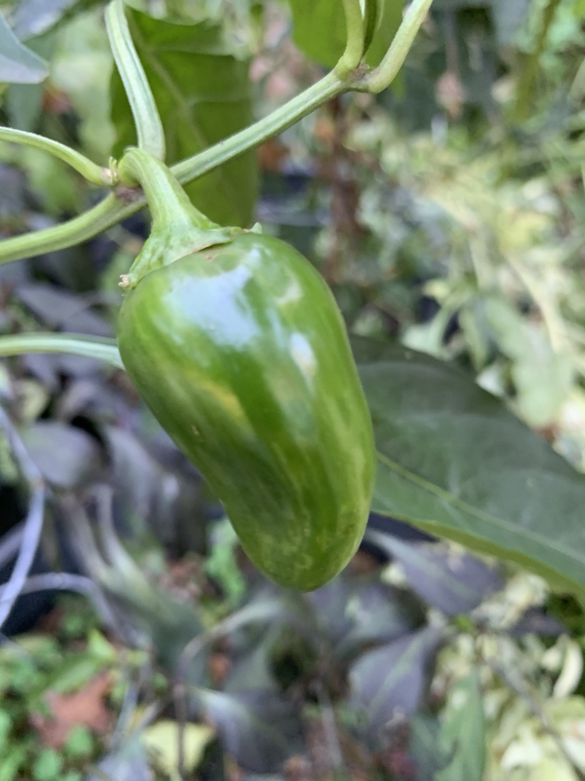 25+ Variegated Jalapeno Pepper Seeds 🇺🇸 USA Grown 🇺🇸 100% Organic!