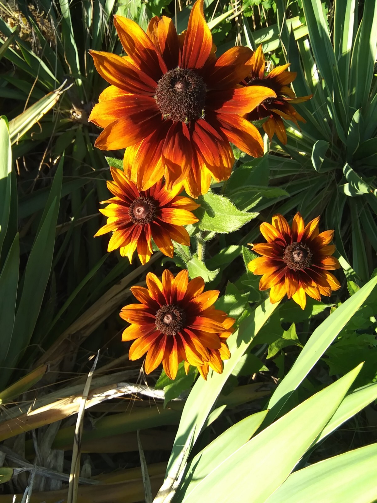 Echibeckia “Summerina” Echinacea x Rudbeckia Cross Seed