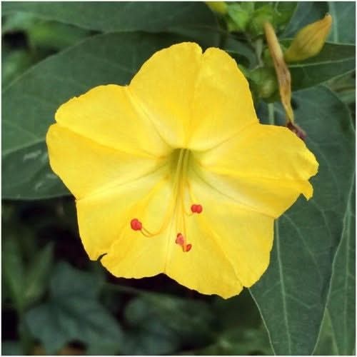 Yellow Four O’ Clock Seeds For Planting (Mirabilis jalapa)