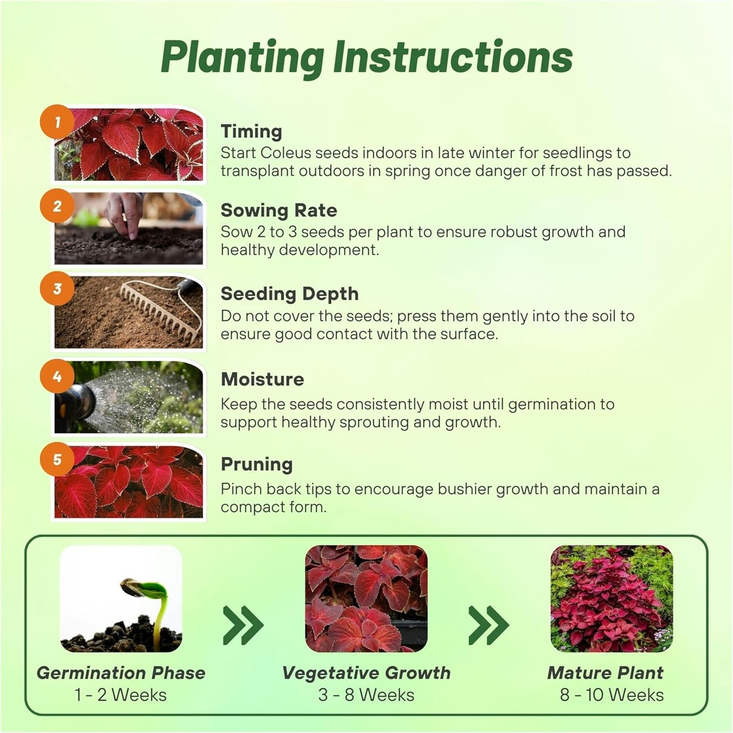 100 Seeds Wizard Red Velvet Coleus Seeds For Planting – Shade Garden Plants