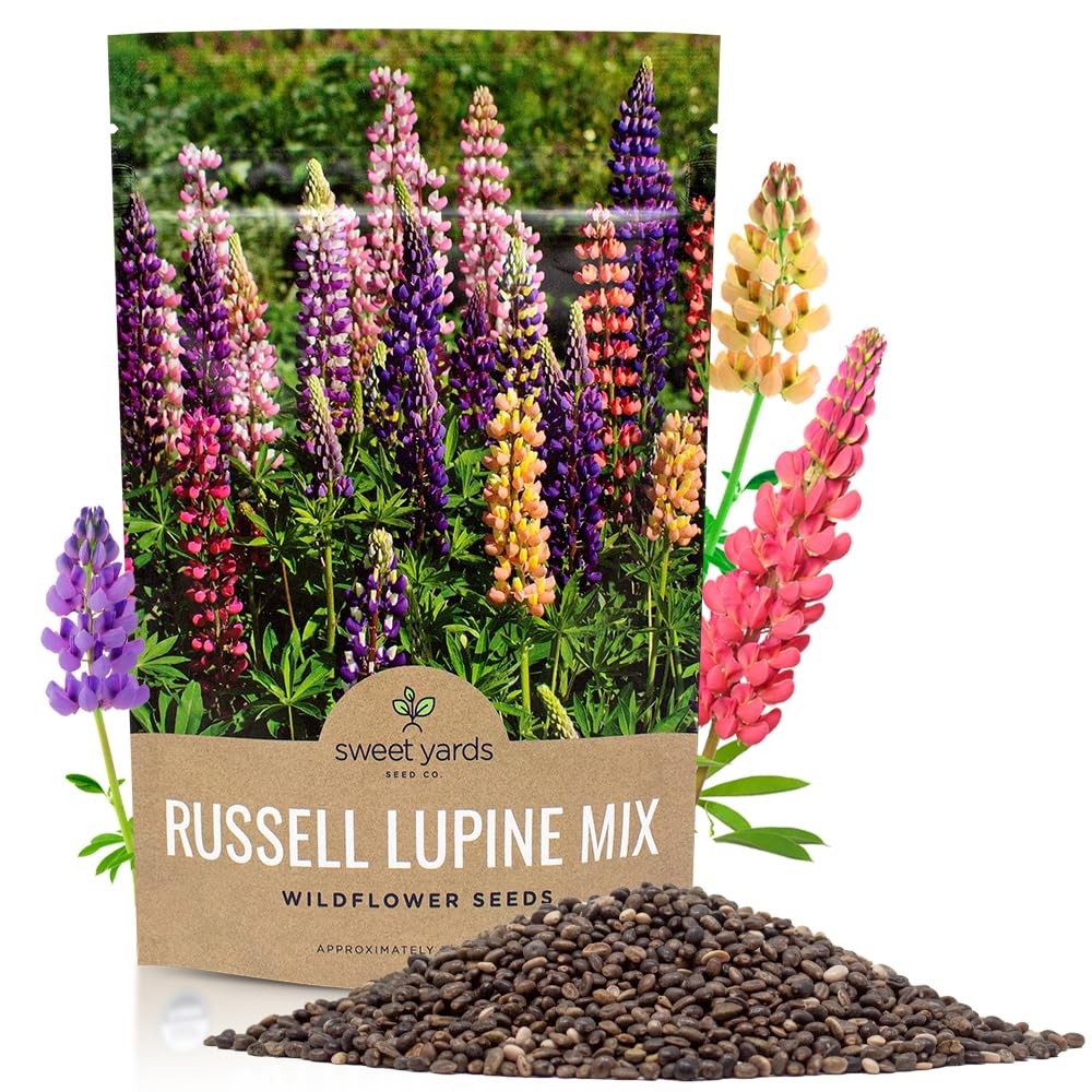 Russell Lupine Seeds – Bulk Quarter Pound Bag – Over 5,000 Open Pollinated No…