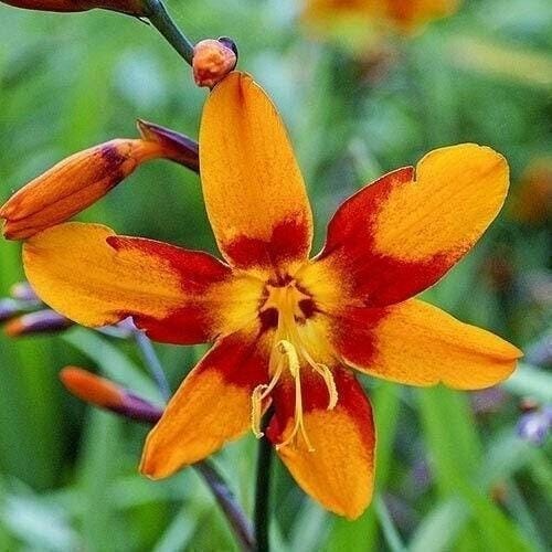 3 “Emily Mckenzie” Crocosmia Bulbs (Not Plants)- Top Size 6+ cm – US Seller