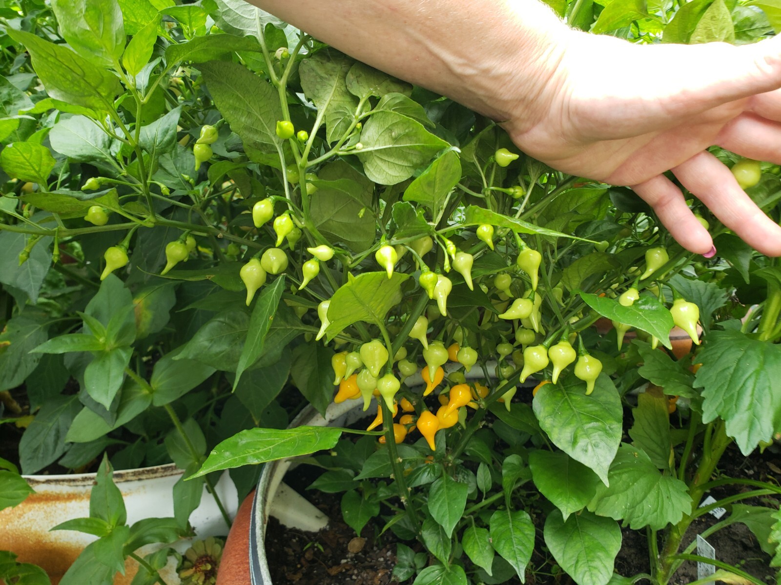 Biquinho Peppers Red & Yellow Organic 10 Count *Free Shipping*