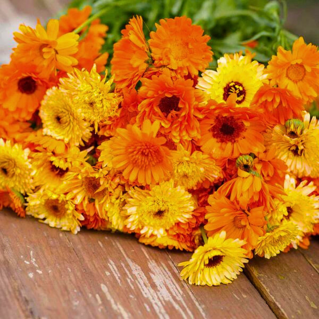 Fresh Premium Pacific Beauty Calendula Seeds | Heirloom Non-GMO | Flower Seeds