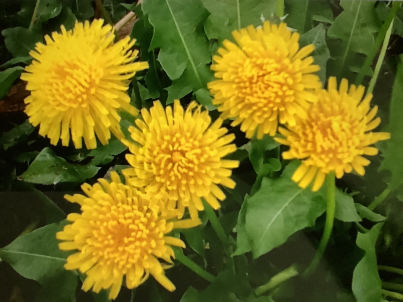 2000 Dandelion seeds ( Taraxacum Officinale )
