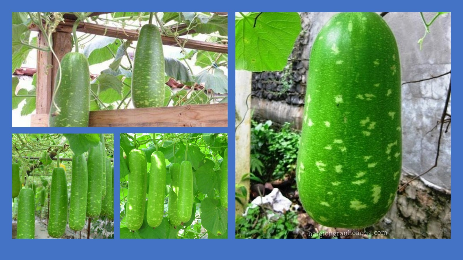 Hạt Giống Bầu Sao Mottled Bottle Gourd Star 30 Seed Trái ngắn short productive