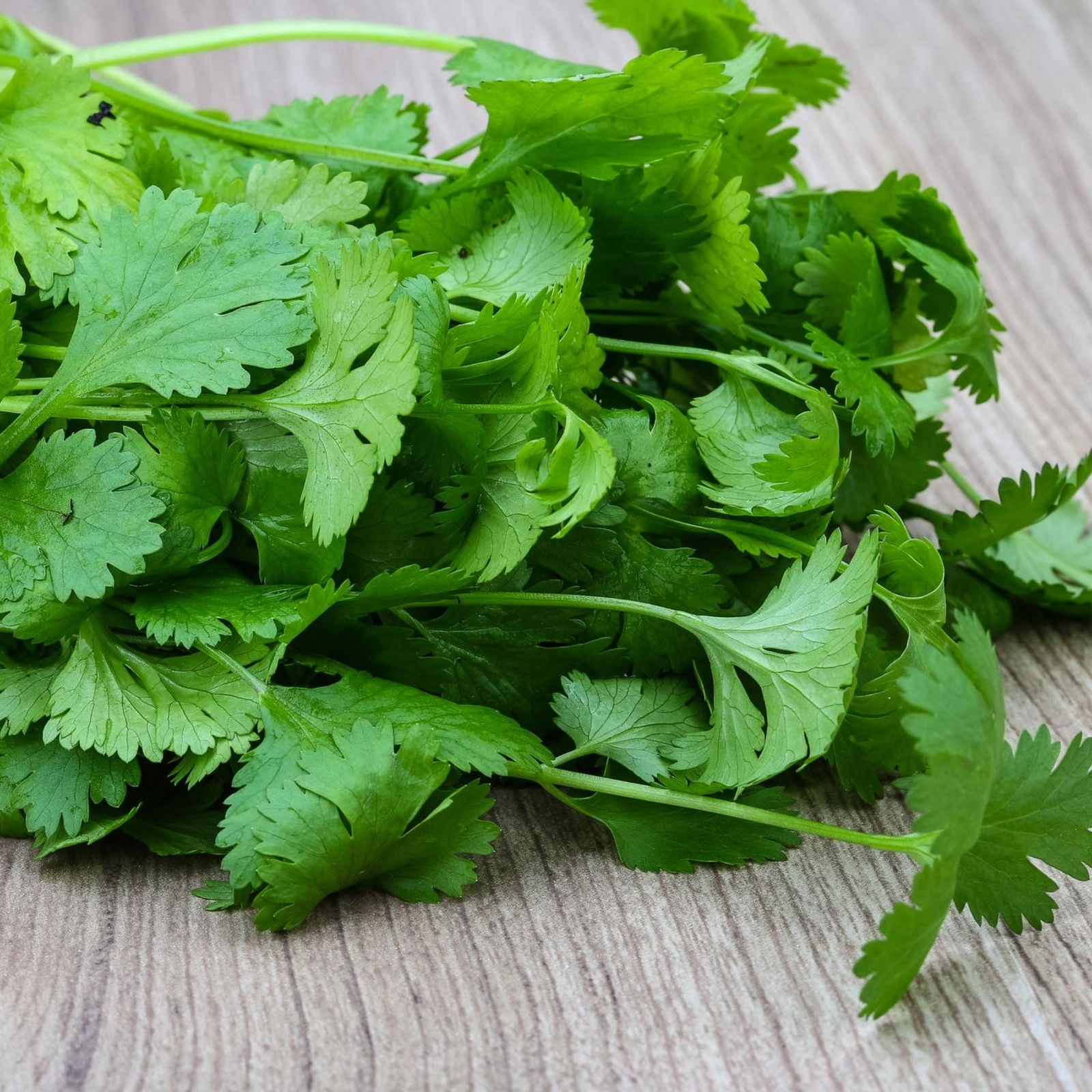Organic Cilantro – Seeds – Organic – Non Gmo – Heirloom Seeds – Herb Seeds