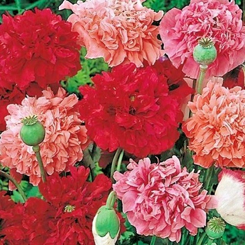 Peony Poppy Seeds Doubles Mixed Colors 5,000 Seeds For Growing Giant Poppies!
