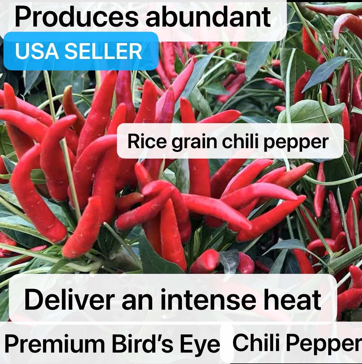 30+ Grain Chili Pepper Premium Bird’s Eye Chili Pepper Seeds Produced By 2024