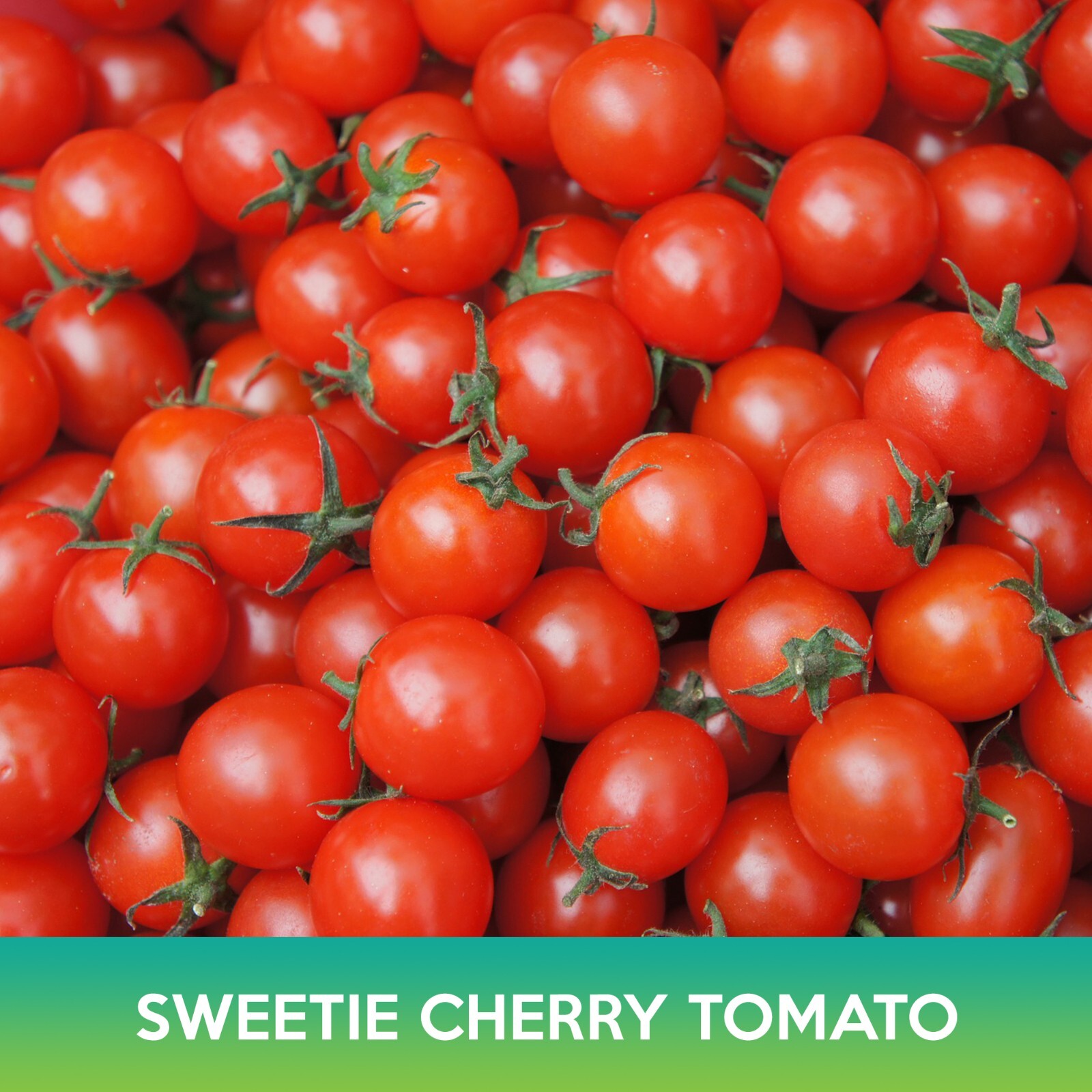 Cherry Sweetie Tomato Seed