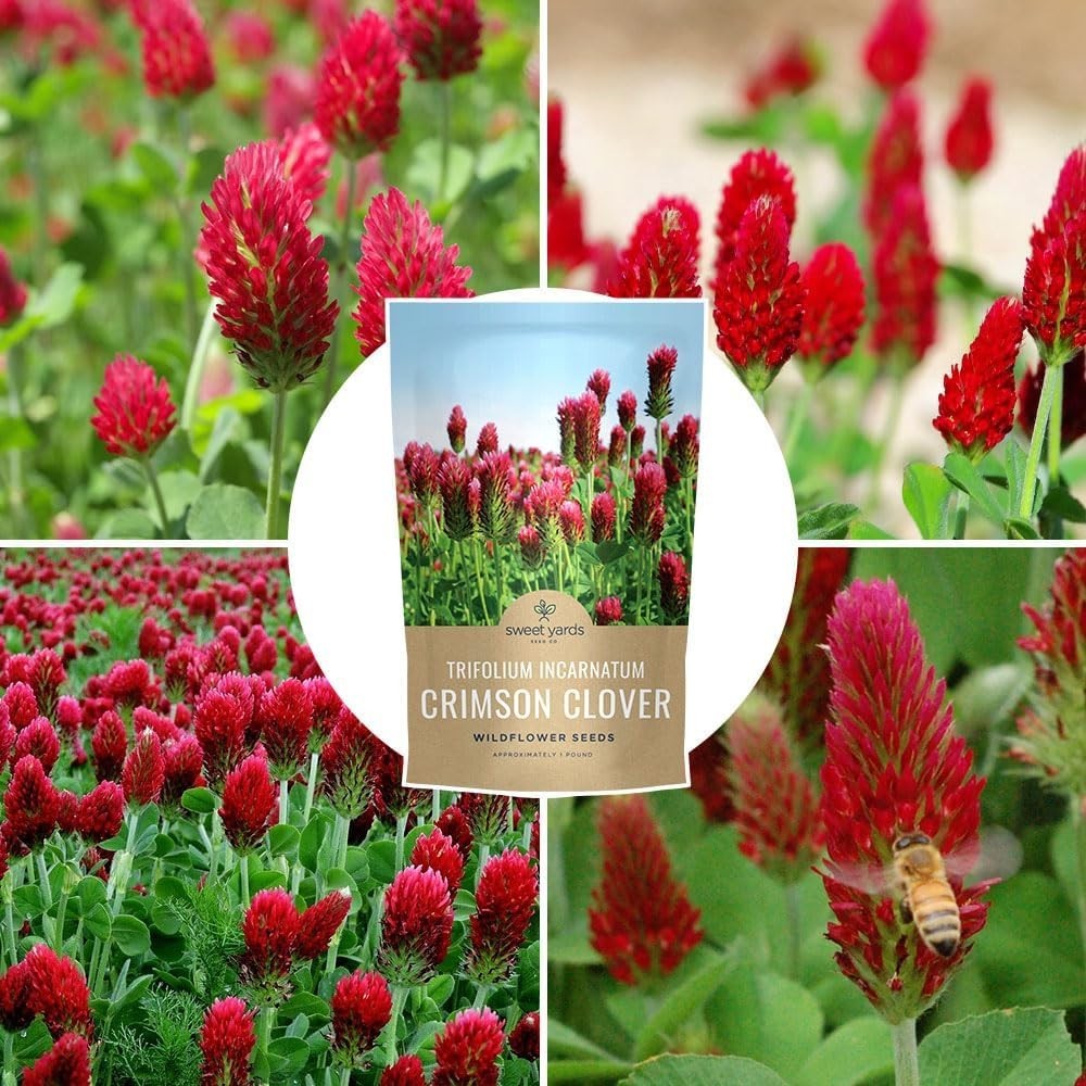 Crimson Clover Seeds for Planting – Bulk 5 Pounds – Over 400,000 Open Pollina…