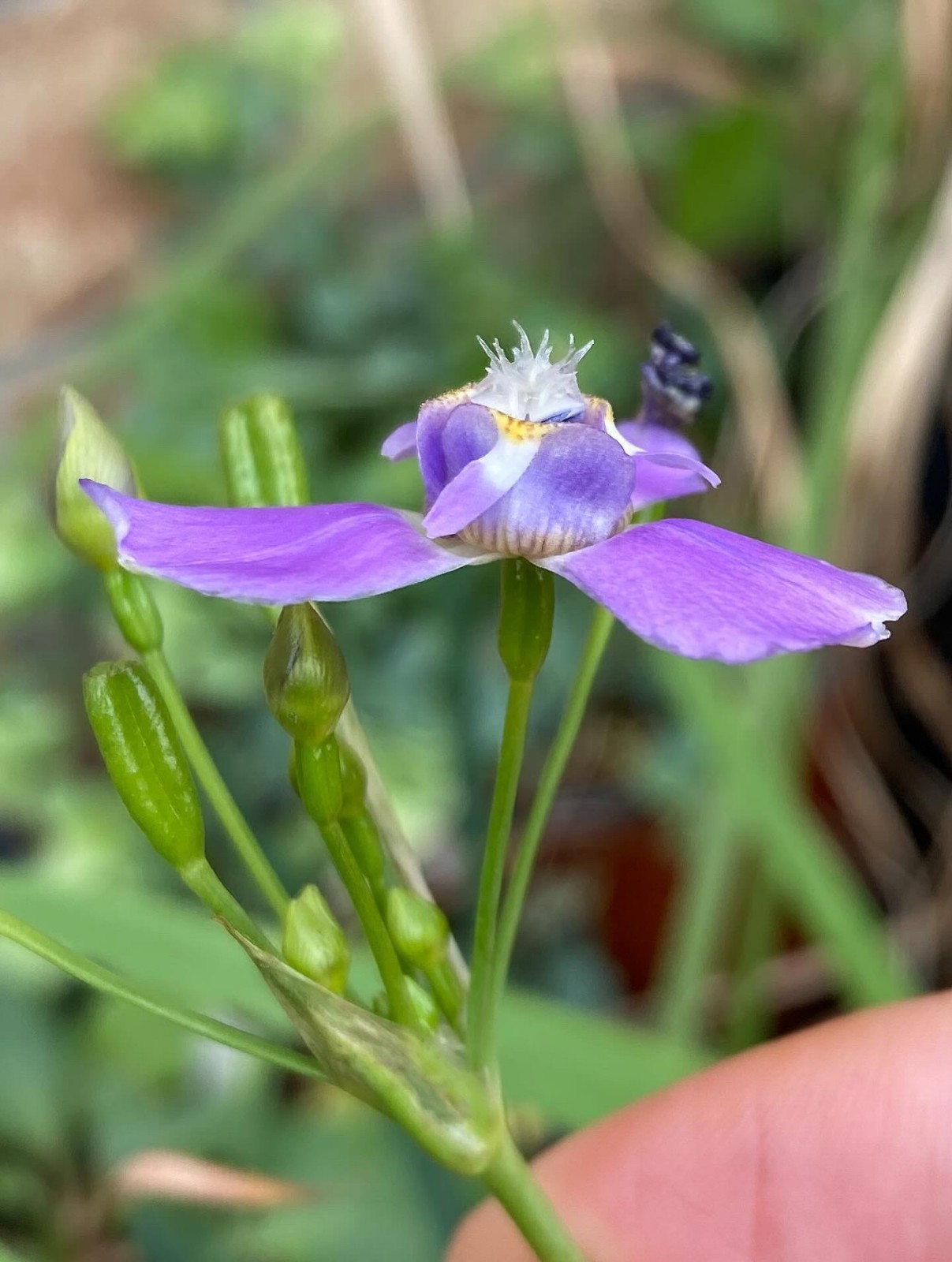 Ennealophus euryandrus Seeds, Flowering Ornamental Tropical Plant