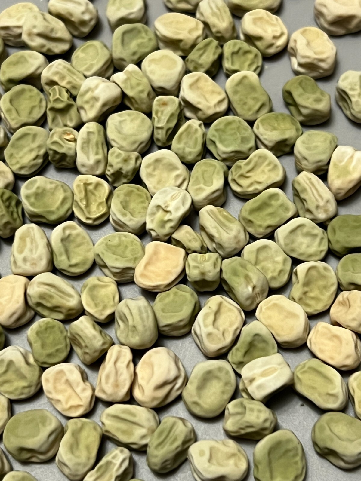 30 Count Early Onward Pea – Non-GMO / Heirloom