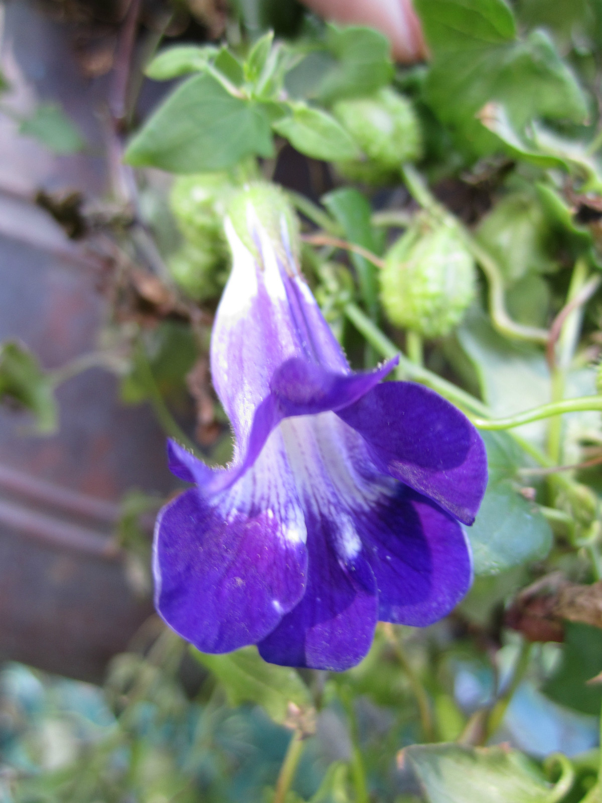 Climbing Snapdragon*Asarina Scandens-Joan Loraine Blue Climber Seed*hummingbird
