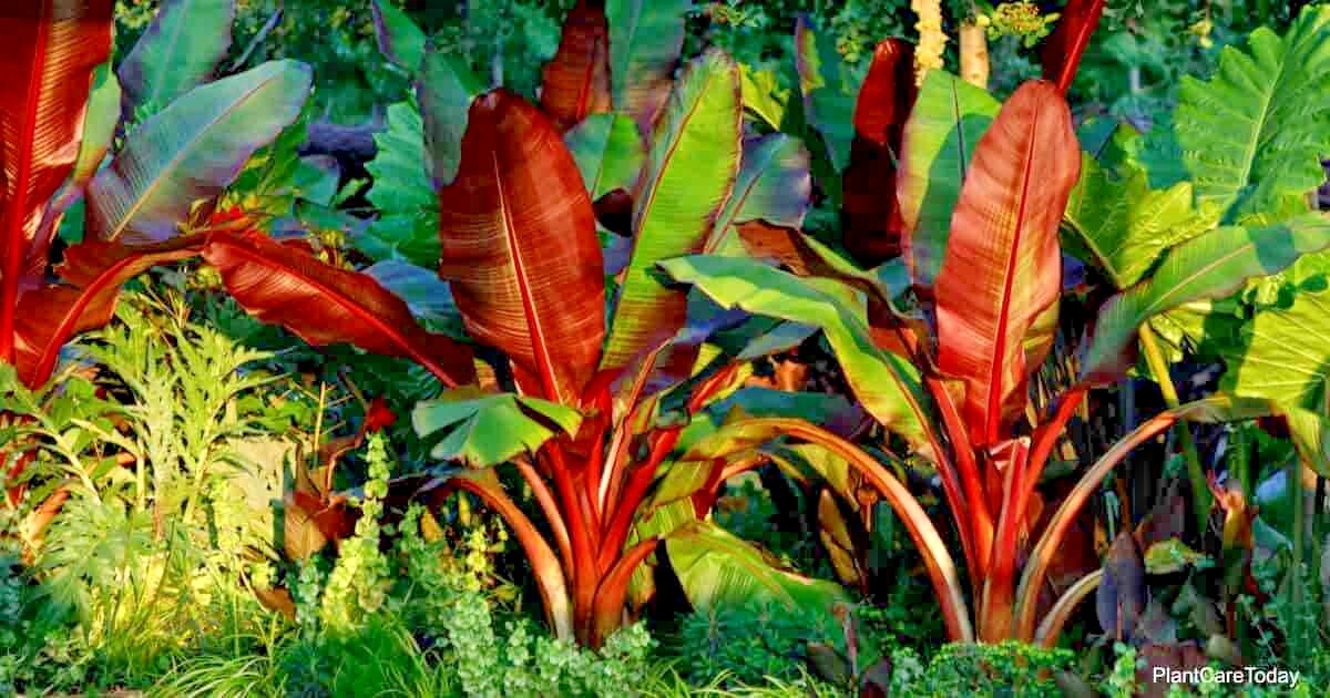 5 Red Abyssinian (Musa Ensete ventricosum) False Banana Plant Tree Seeds RARE