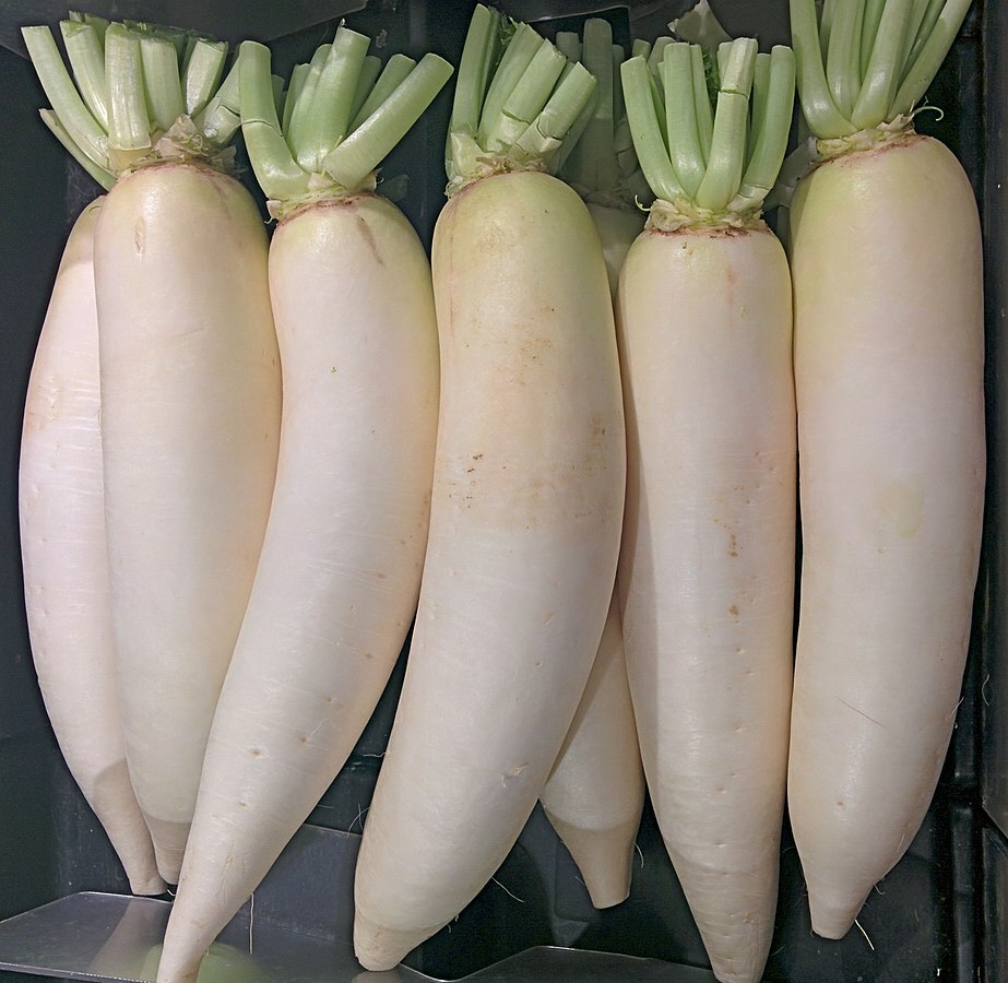 600+ Daikon Radish Seeds Heirloom NON GMO USA-SELLER!