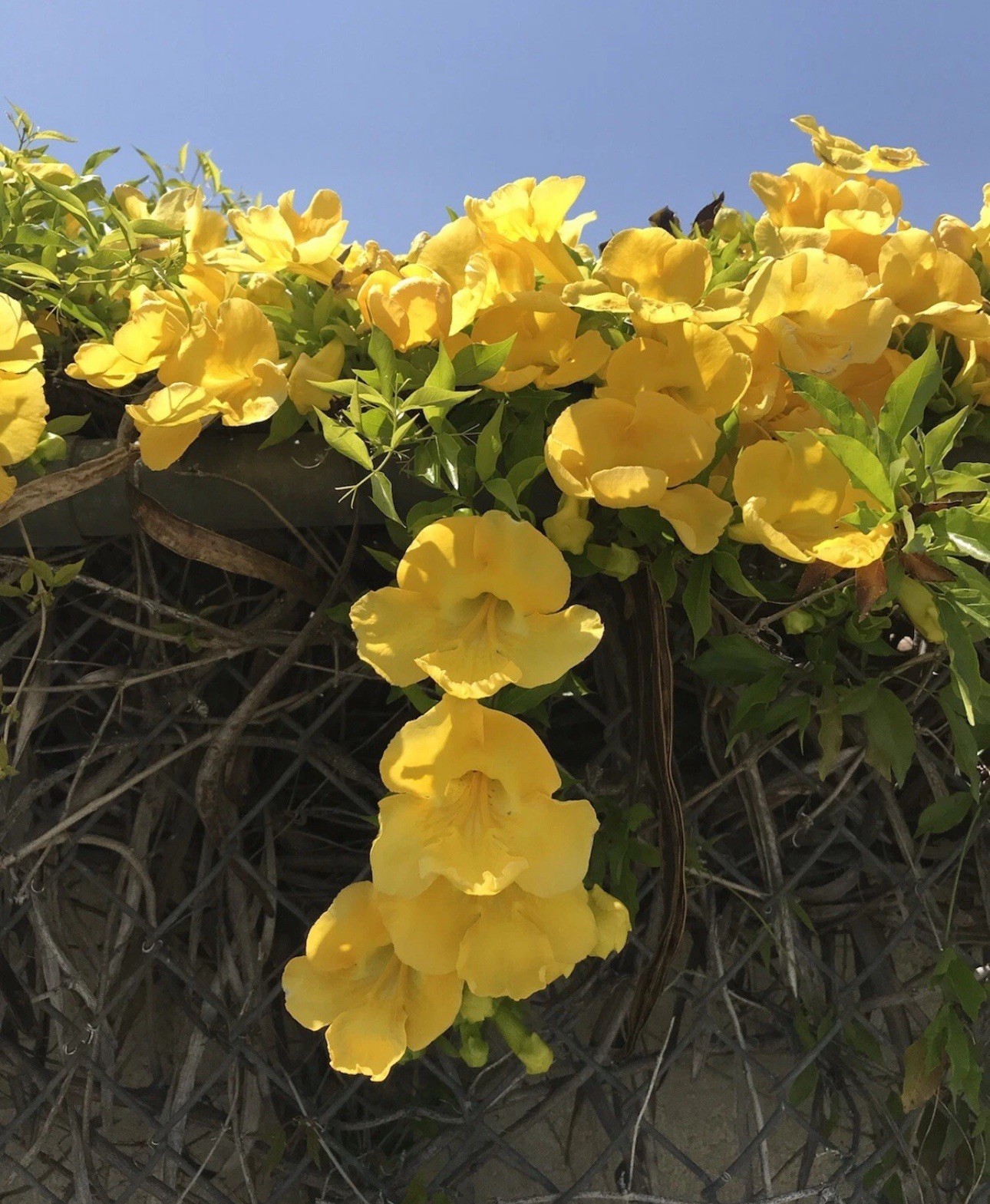 Esperanza Yellow Bell 3 Roots Plant Starter(Not seed)