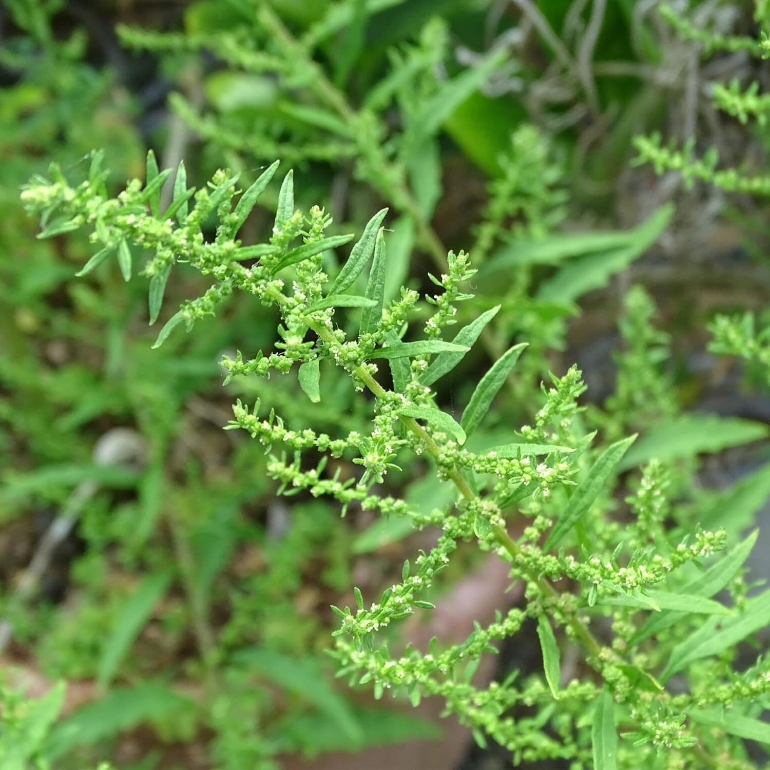 Culinary Herb Seeds: 100 Count Epazote Dysphania Ambrosioides for Unique Flavor