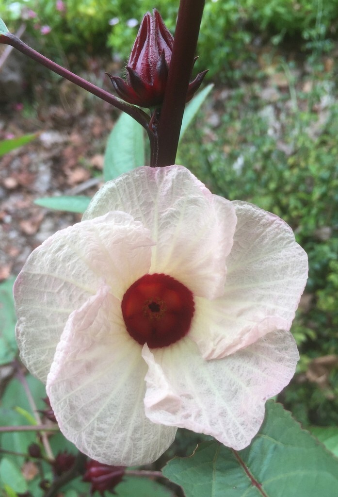 Hibiscus sabdariffa Jamaican Red Sorrell 10 seeds