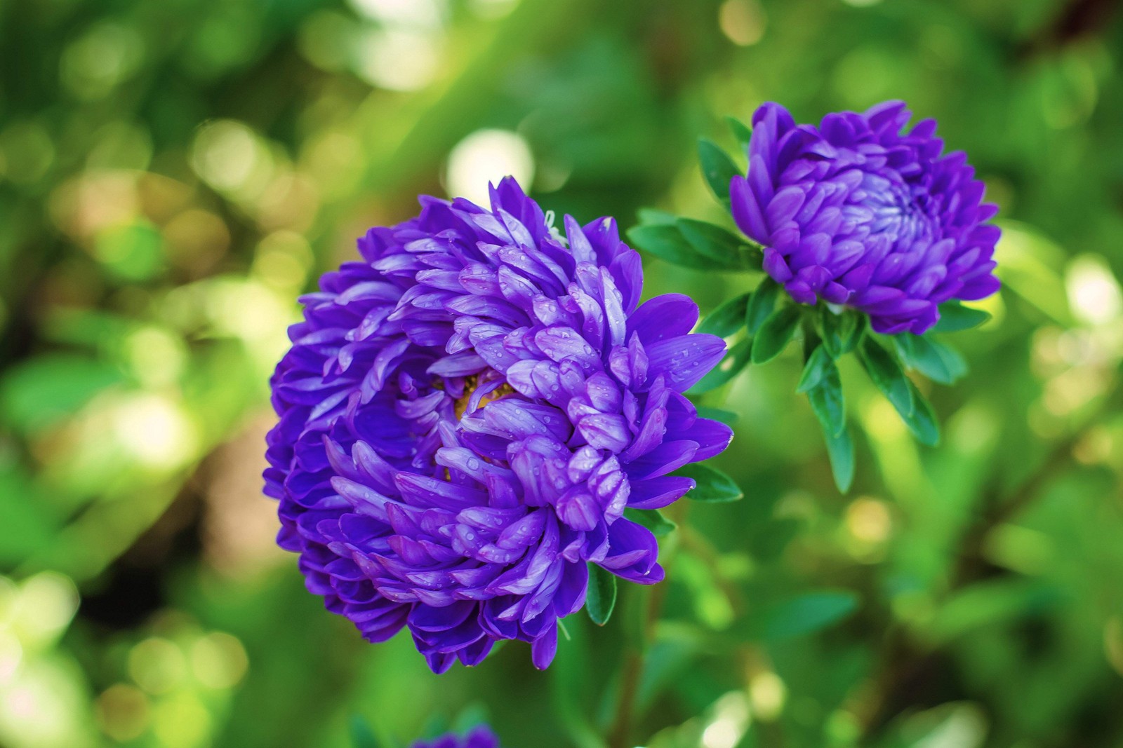 30 MIXED PAEONY ASTER Callistephus Peony Red Pink Blue Purple + Flower Seeds