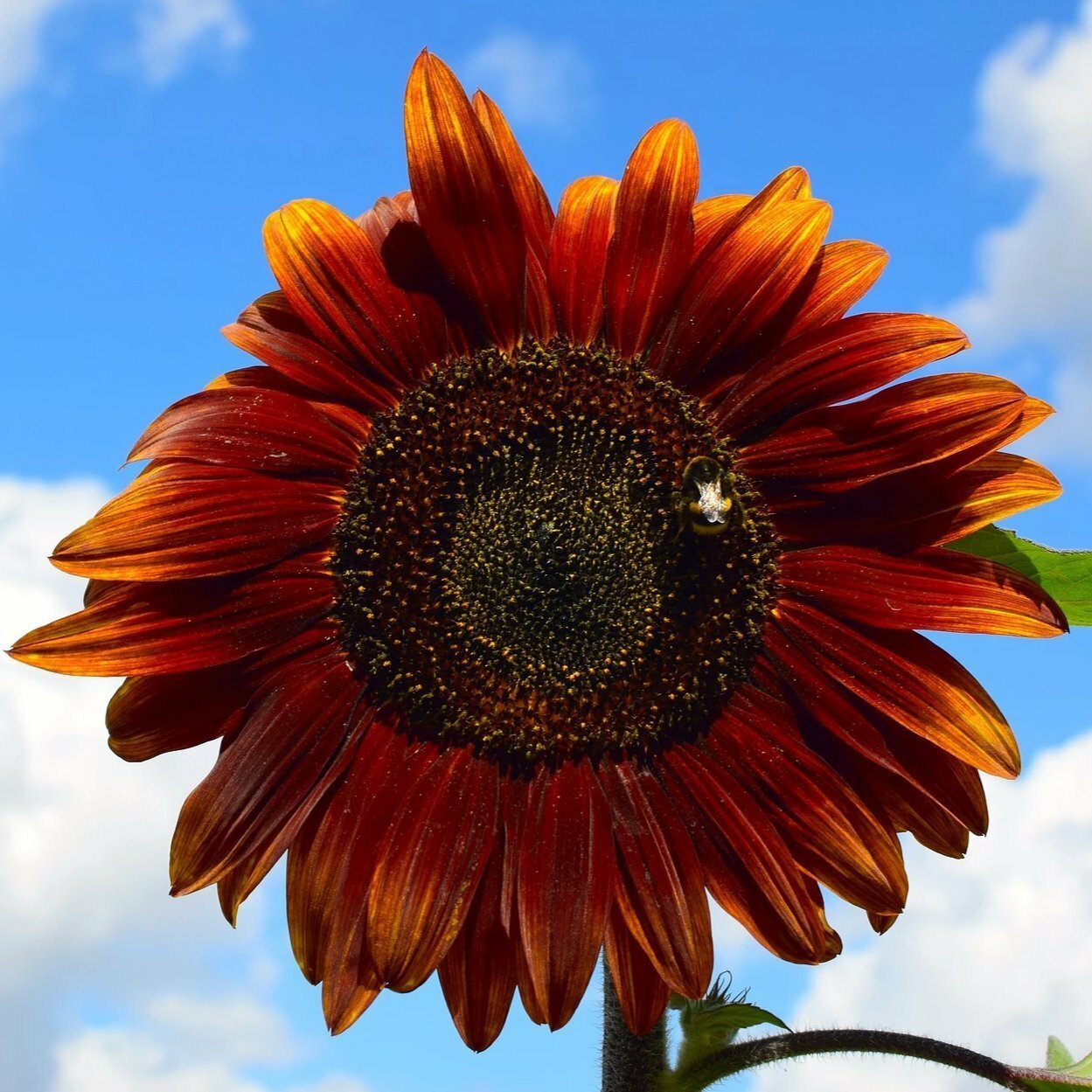 Sunflower Seeds Chocolate Cherry 35+ Annual Flower Garden FREE SHIPPING BLOOMS