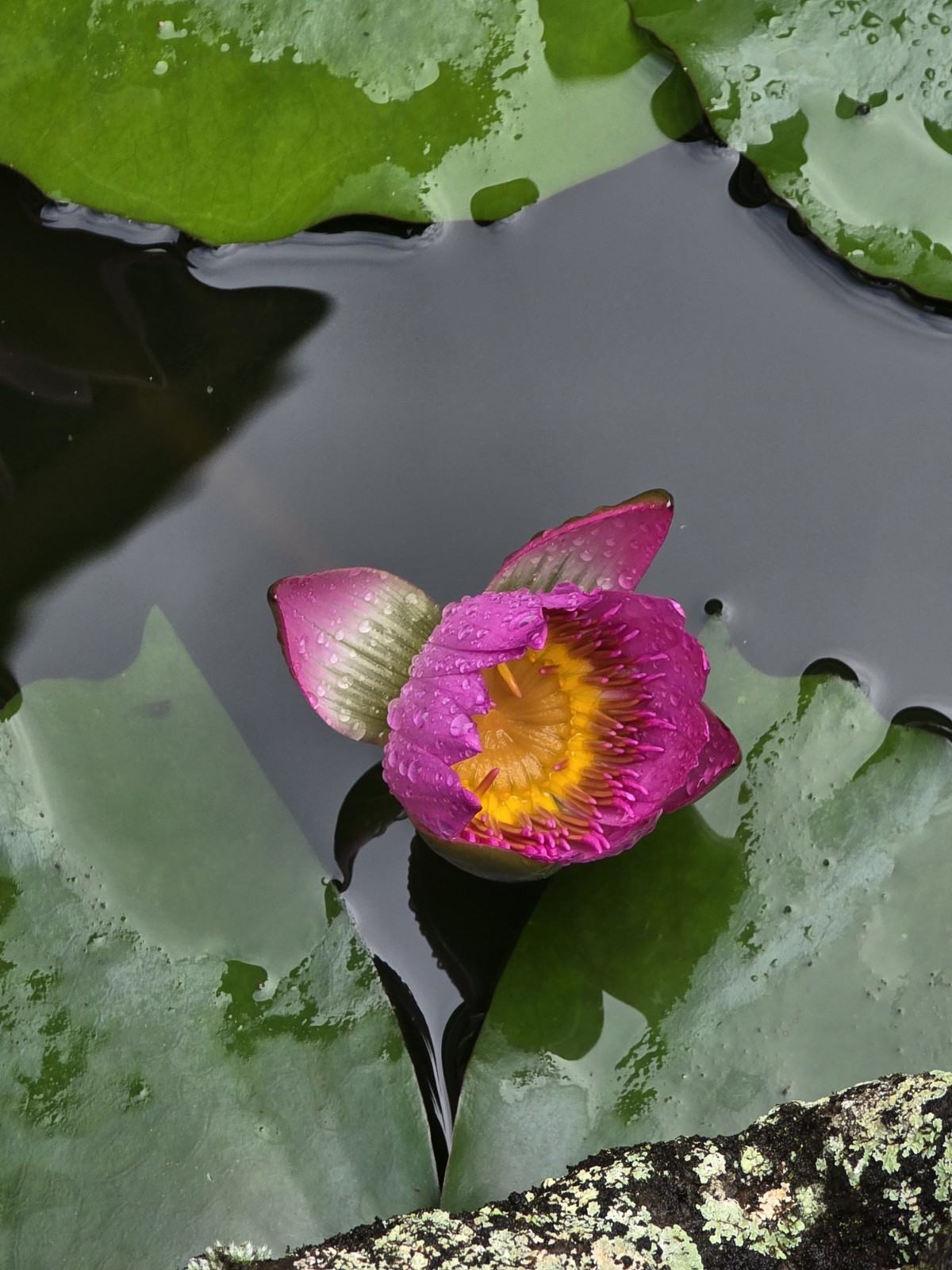 TWO Aquatic Hardy Sacred Pink Water Lily Plant FRESH Mature Rhizomes 3″- 4″