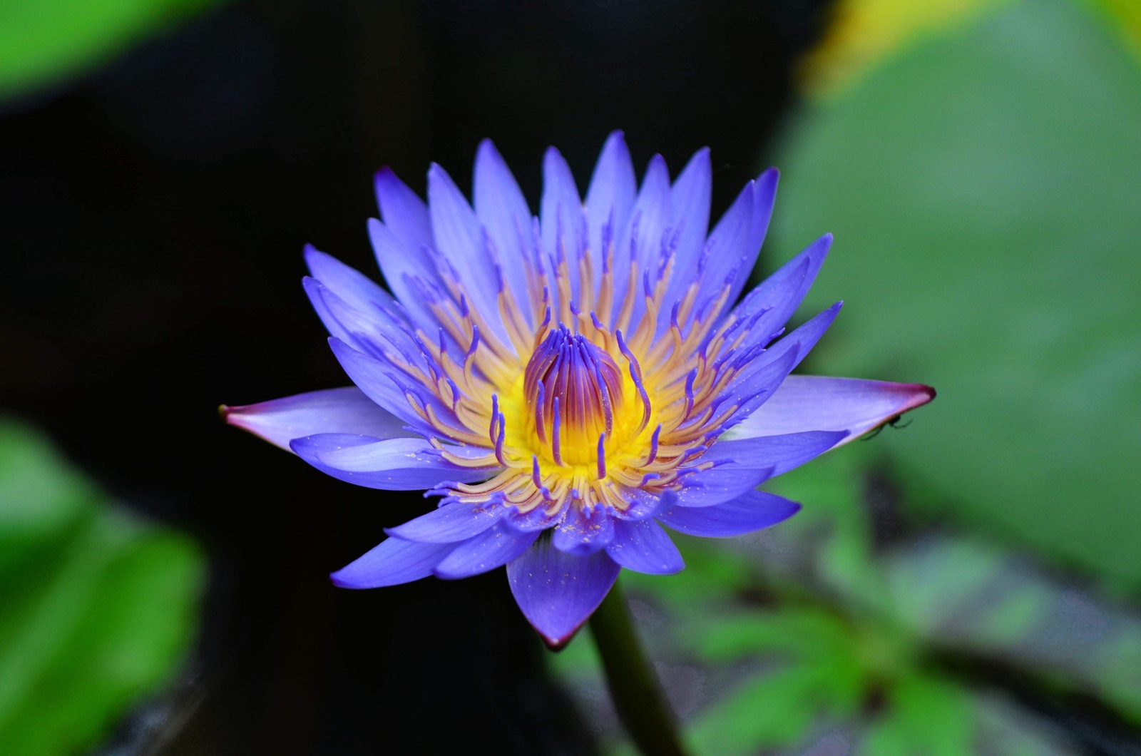 10 BLUE WATER LILY Pad Nymphaea Caerulea Asian Lotus Flower Pond Seeds *Comb S/H