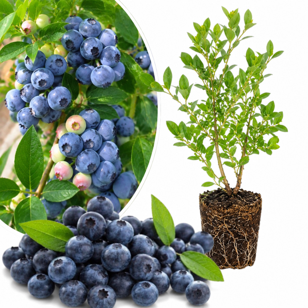 Biloxi Blueberry Live Plant 4-6 Inches Tall Rooted Southern Highbush