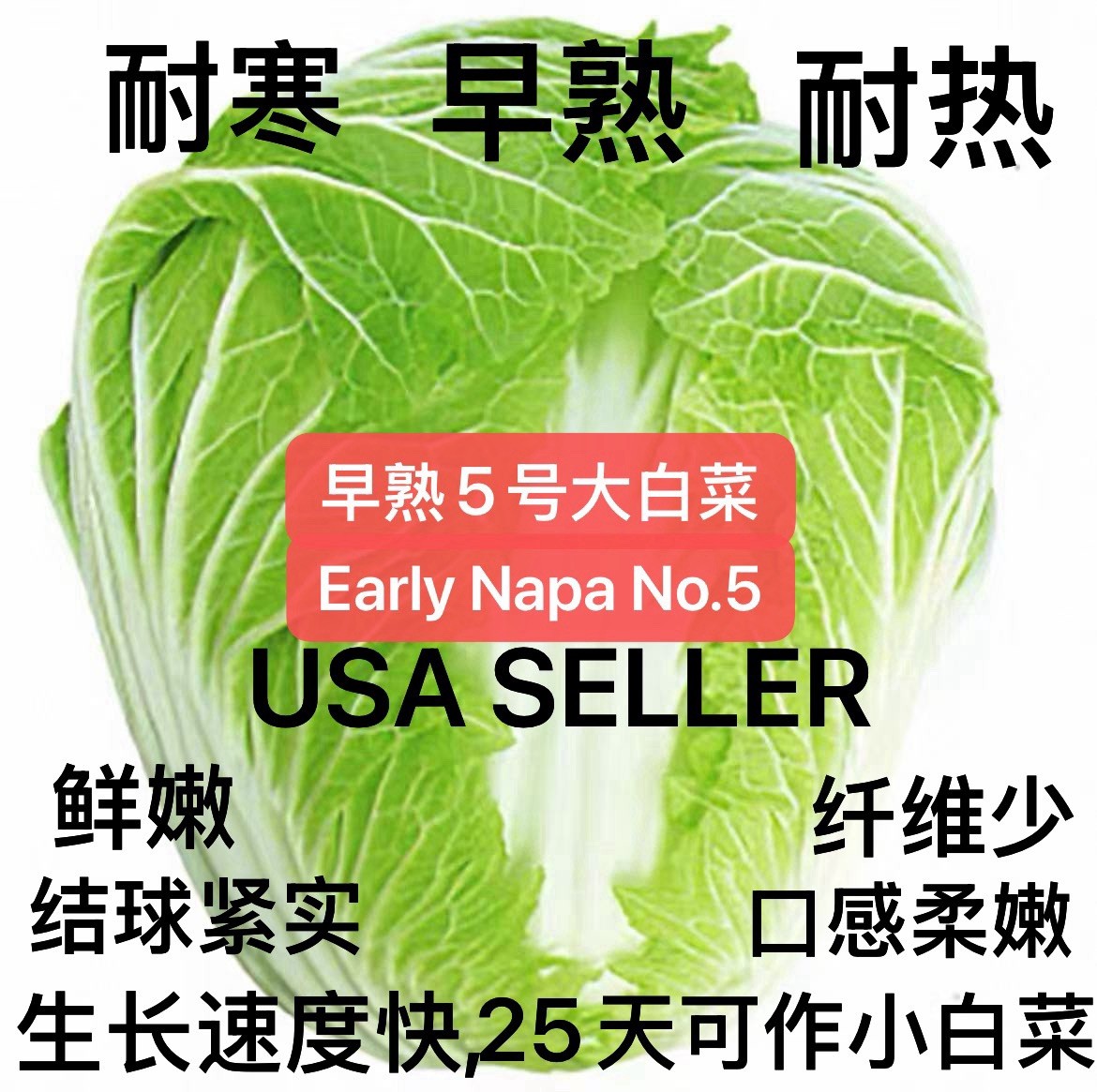 400+Early Napa No.5 Chinese Cabbage Seeds produced by 2025. 400多粒早熟5号大白菜种子2025年产