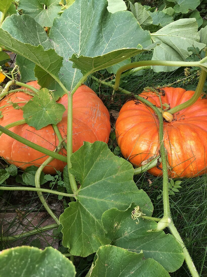 Cinderella Pumpkin Seeds, Pumpkin Pie, Halloween, Rouge vif d’Etampes, FREE SHIP