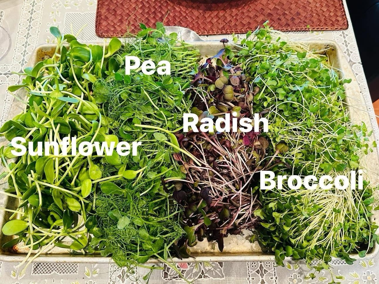 Organic Non-GMO Broccoli Seeds Sprouting Sprouts Microgreens of Pure*NEW*