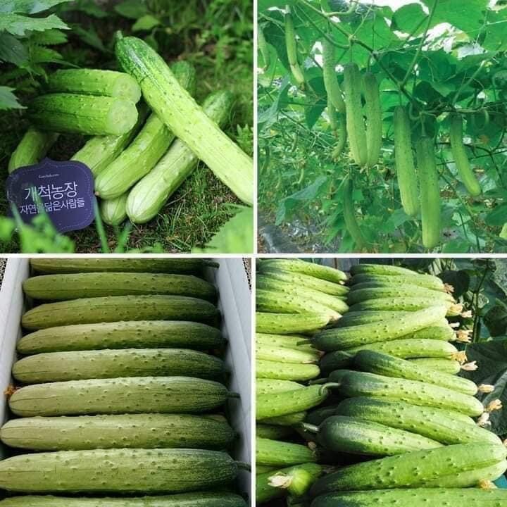 10+ seeds Korean Asian White /Green Sweet Crispy Cucumber Dua Leo Nep Han Quoc