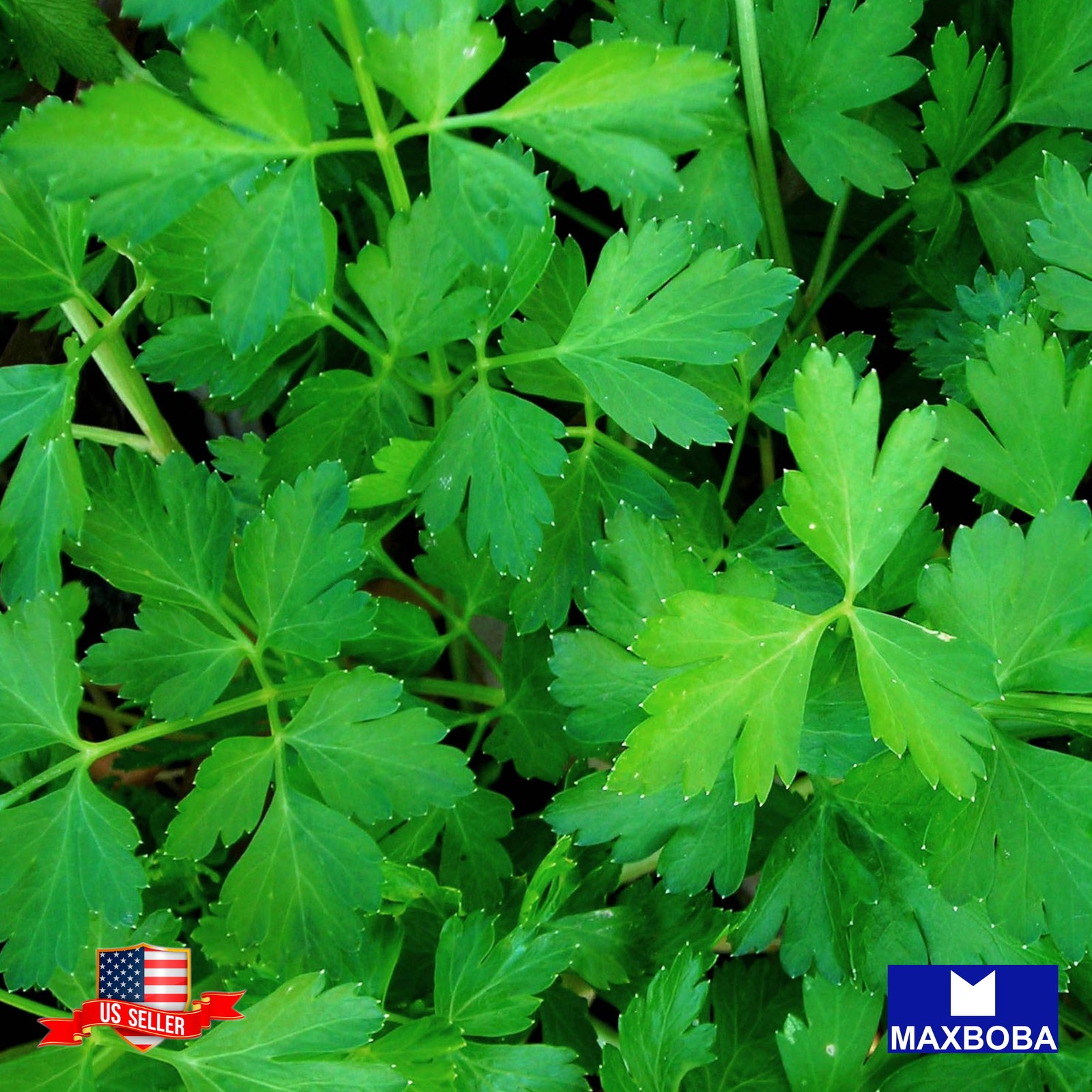 350+ Dark Green Italian Flat-leaf Parsley Seeds Non-GMO Heirloom B2G1 Free!!