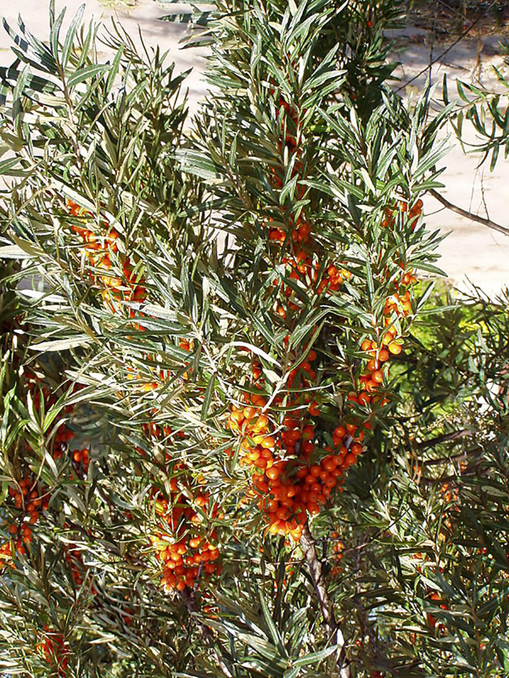 Sea Buckthorn, Hippophae Rhamnoides, Shrub Seeds (Edible, Hardy, Easy)