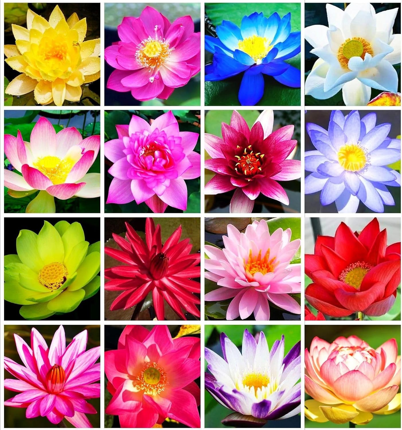 30 PCS Non-GMO Bowl Lotus Seeds – Vibrant Pink, Purple & Red Aquatic Flowers