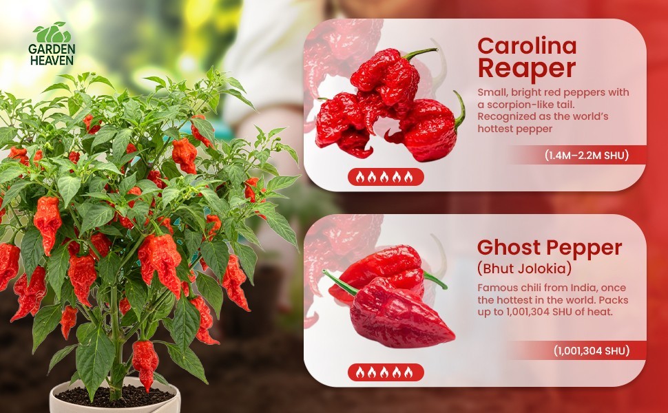 Carolina Reaper & Ghost Pepper Grow Kit – All in One Starter Grow Kit