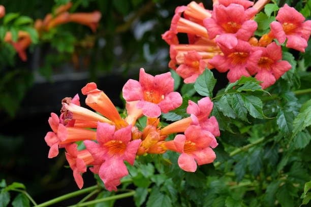 Trumpet Vine Seeds for Planting 300+ Seeds, Mix Color, NonGMO Heirloom, Trum…