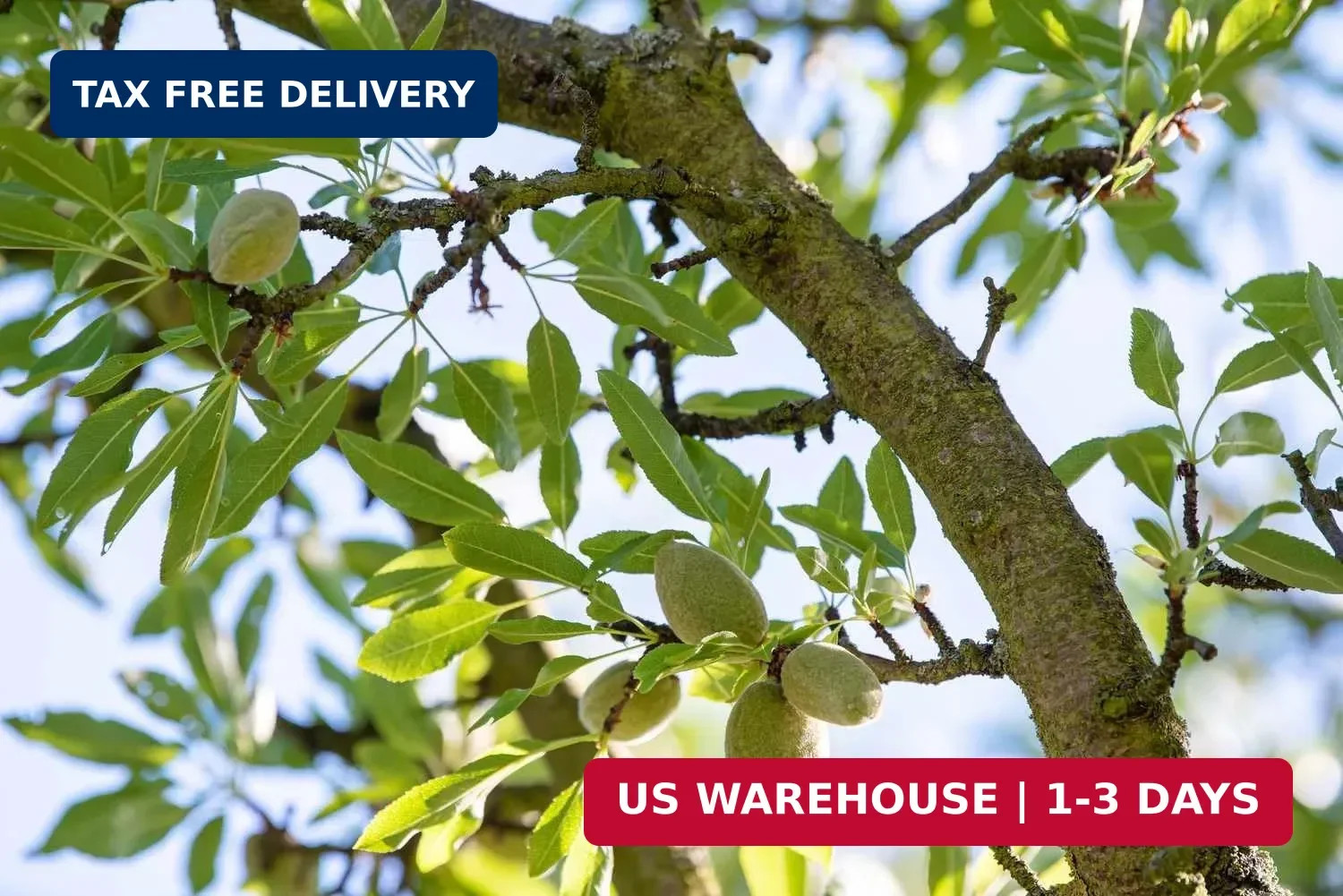 5pcs Fresh Almond Tree Seeds, Premium Heirloom Variety for Planting, Fast-Growin