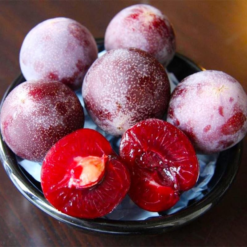 10+ Wild Plum Tree Fruit Seeds for Planting Outdoor-Perennial Non-GMO Fruit Tree