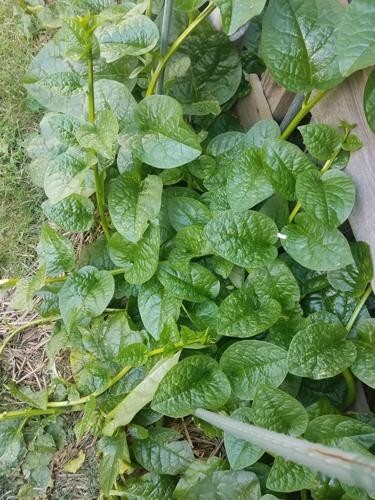 25 Green malabar spinach, Alugbati, Vietnamese Spinach, Pui, Poi shak SEEDS.