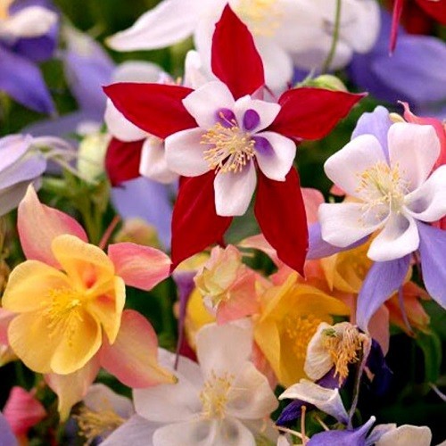 2,500+ Stratified McKana Giants Mixed Columbine Flower Seeds Multiple Colors