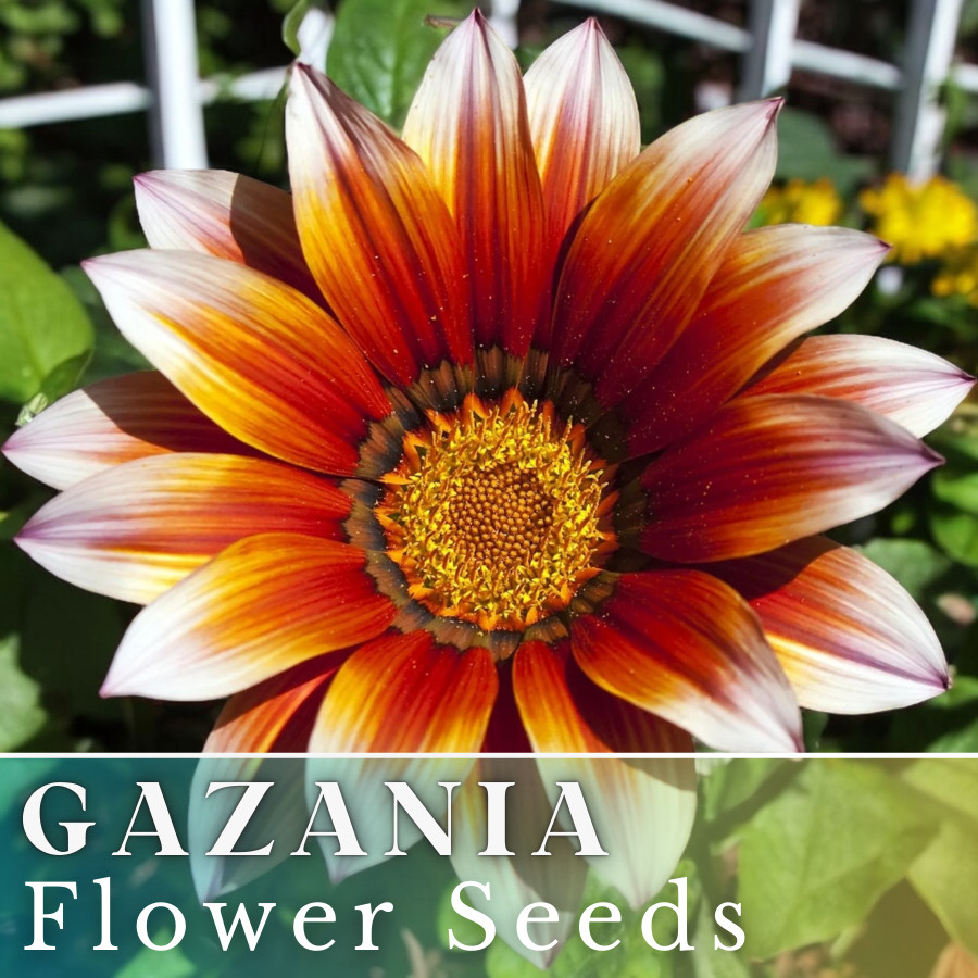 75+ Gazania Seeds -Ruby Sunset- Fragrant – Fresh Flower Seeds Non GMO